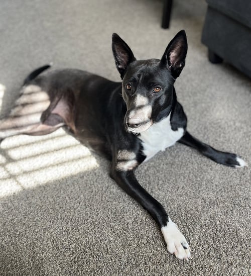 HANNAH - American Pit Bull Terrier / Shepherd available for adoption