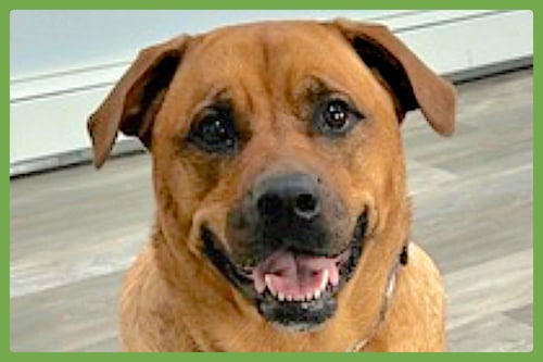 MISTY - Rottweiler / Catahoula Leopard Dog available for adoption