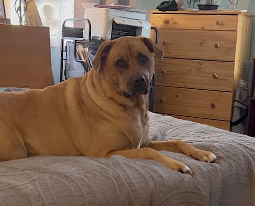 MISTY - Rottweiler / Catahoula Leopard Dog available for adoption