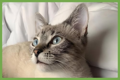 WINONA - Siamese available for adoption