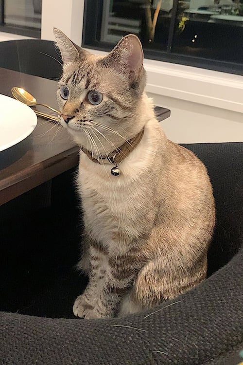 WINONA - Siamese available for adoption