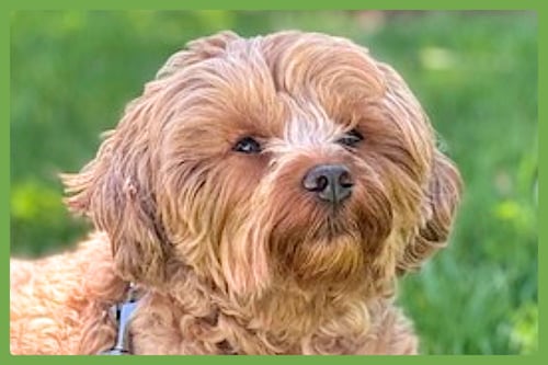 MARCO - Maltese / Poodle (Miniature) available for adoption
