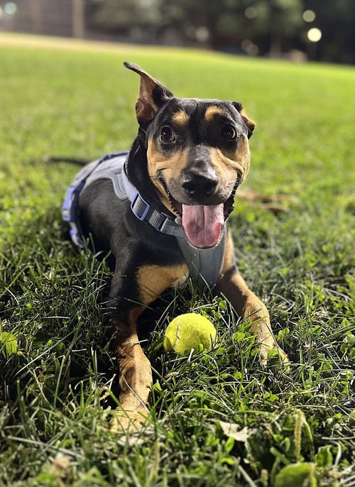 WINNIE - Doberman Pinscher / Shepherd available for adoption