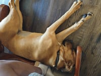 Honey - Photo 8
