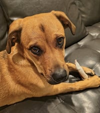 Honey - Photo 3