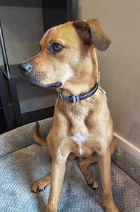 Honey - Photo 5