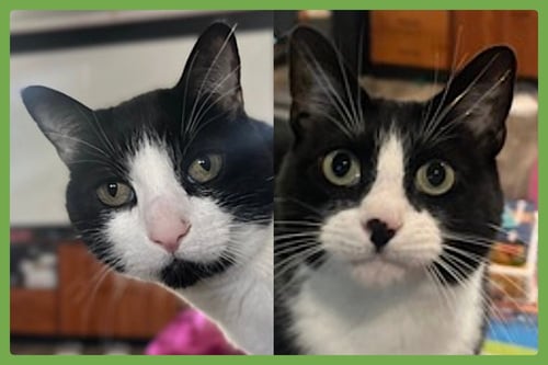 BRUDDAH AND CRYBABY - Domestic Short Hair available for adoption