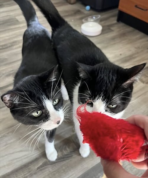BRUDDAH AND CRYBABY - Domestic Short Hair available for adoption