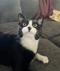 Bruddah and Crybaby - Photo 5