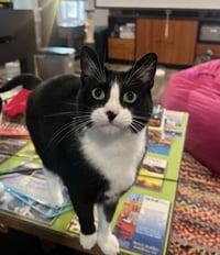 Bruddah and Crybaby - Photo 8