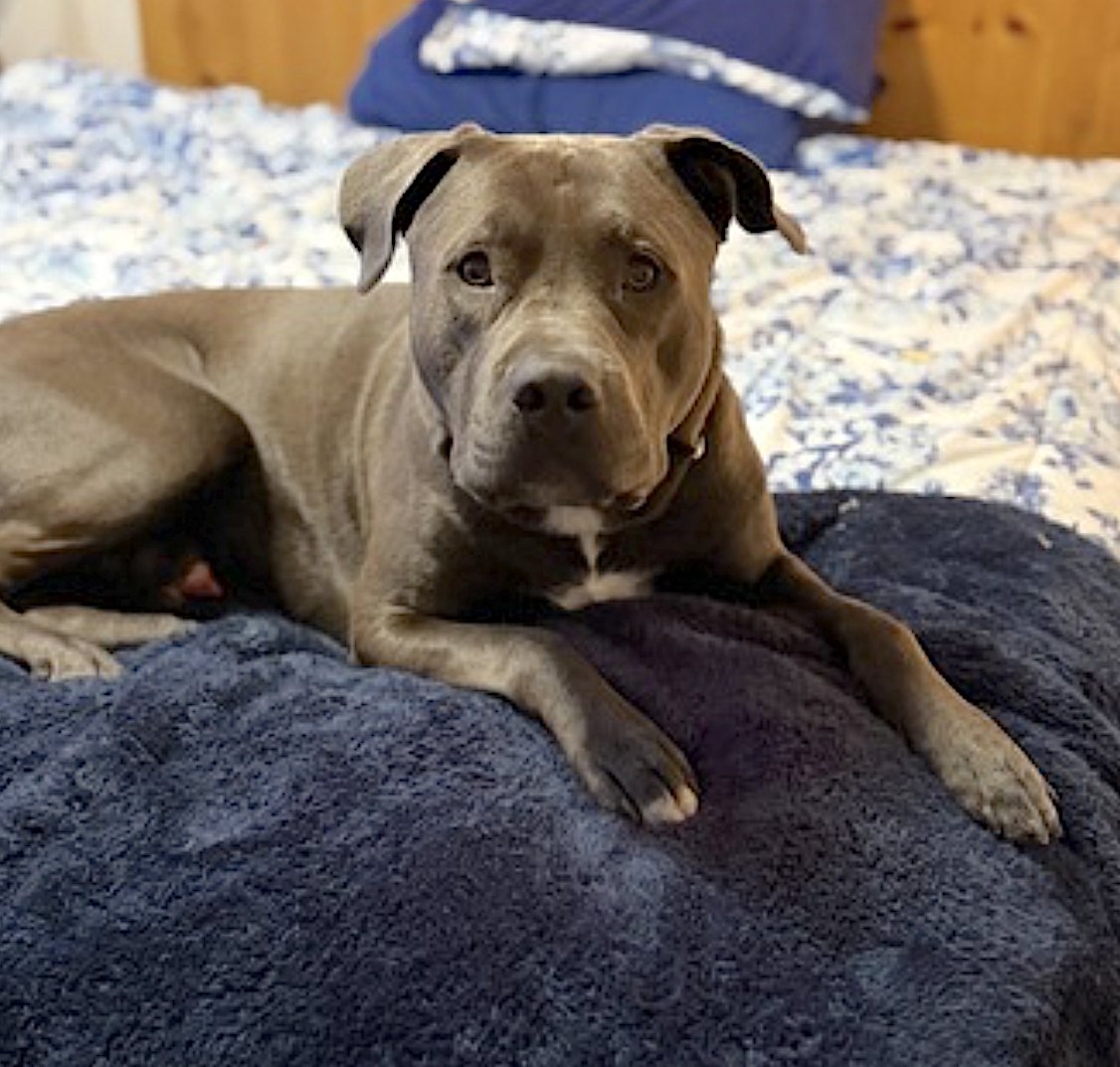 BARRY - American Pit Bull Terrier available for adoption