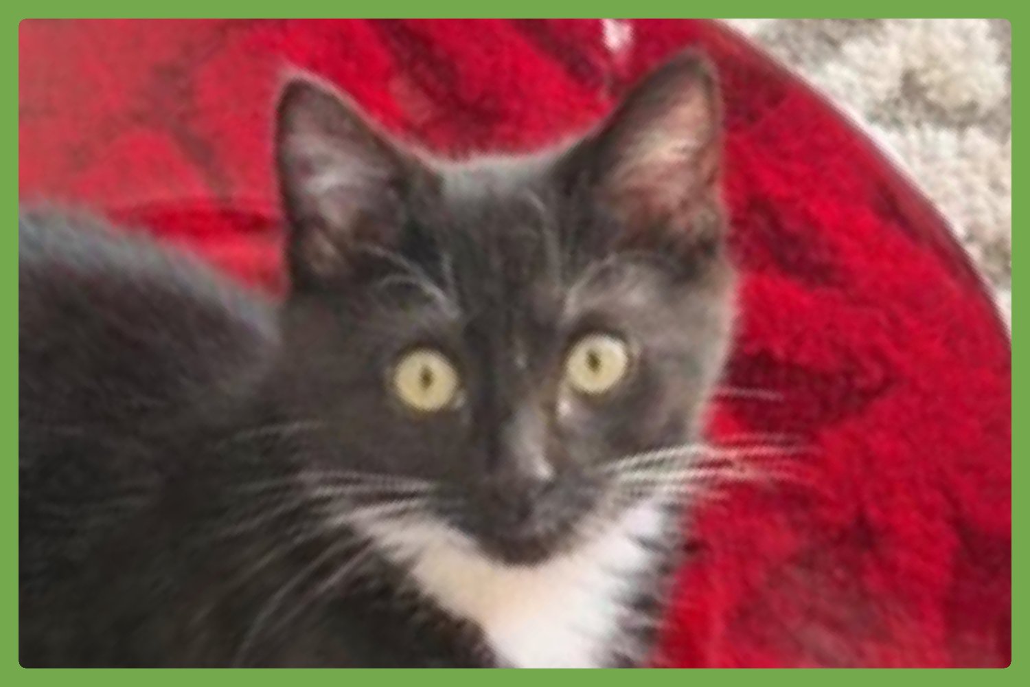 OLIVER - Domestic Short Hair available for adoption