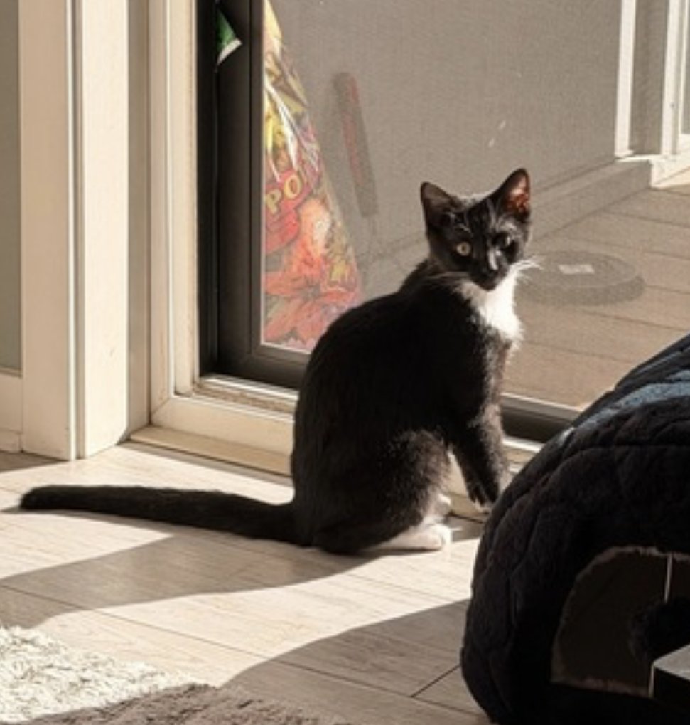 OLIVER - Domestic Short Hair available for adoption