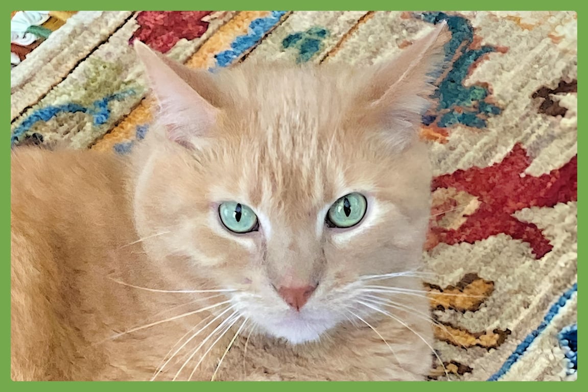 Rudy Image