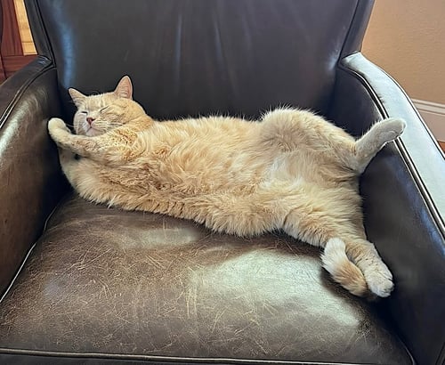 RUDY - Domestic Short Hair available for adoption