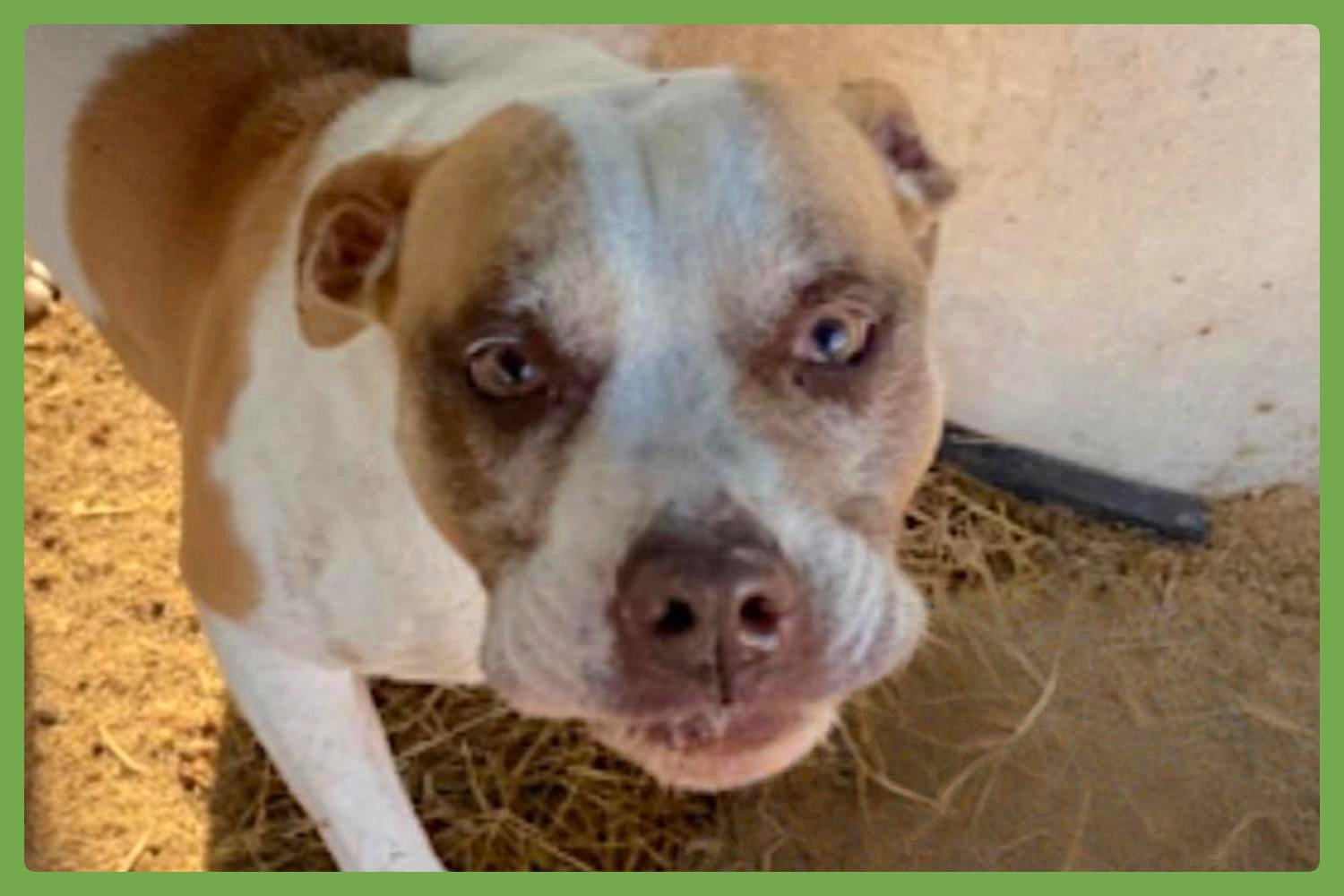 BENTLY - American Pit Bull Terrier available for adoption