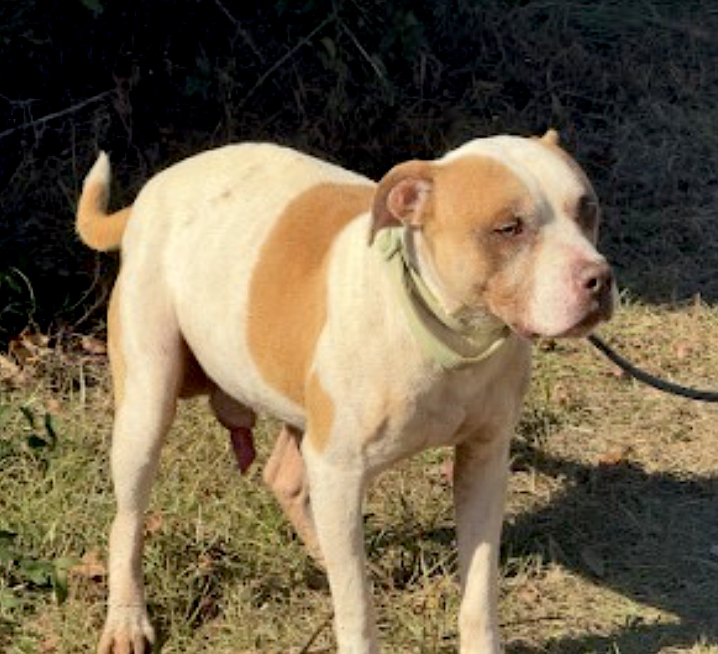 BENTLY - American Pit Bull Terrier available for adoption