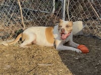Bently - Photo 3