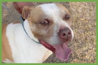 Bently - Photo 1