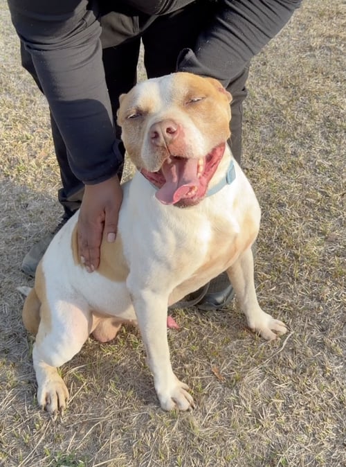 BENTLY - American Pit Bull Terrier available for adoption