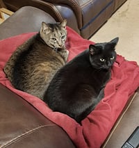 Danny and Lilbit - Photo 2