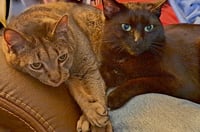 Danny and Lilbit - Photo 8