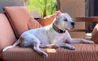 Bruce - Photo 3
