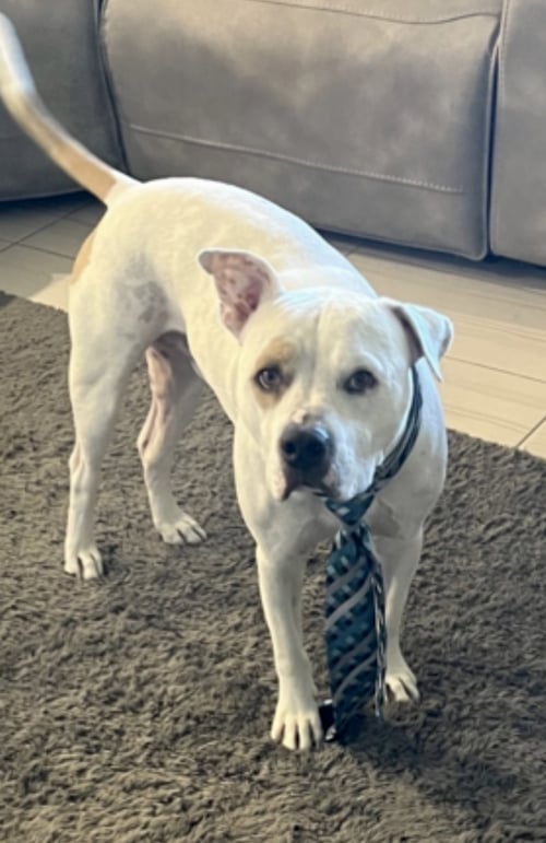 BRUCE - Boxer / American Bulldog available for adoption