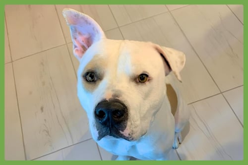 BRUCE - Boxer / American Bulldog available for adoption