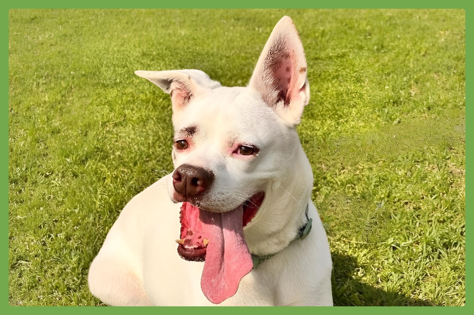 BOOTS - Boxer / Labrador Retriever available for adoption