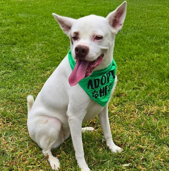 BOOTS - Boxer / Labrador Retriever available for adoption