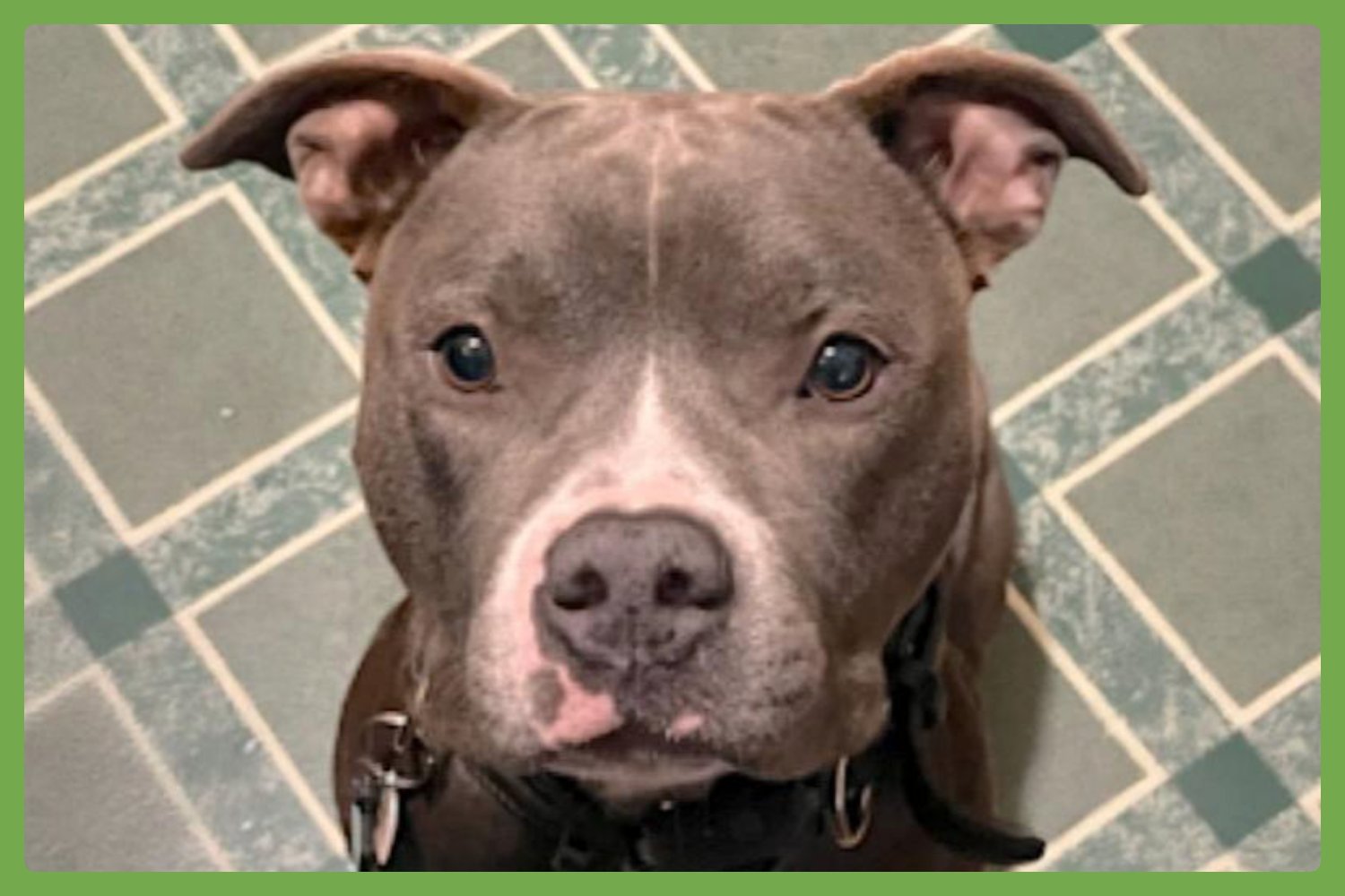 JACK - American Pit Bull Terrier available for adoption