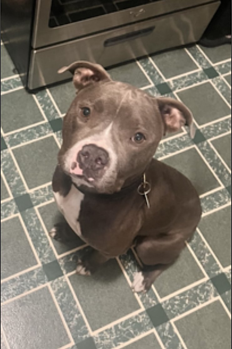 JACK - American Pit Bull Terrier available for adoption