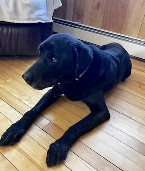 BAILEY - Labrador Retriever available for adoption