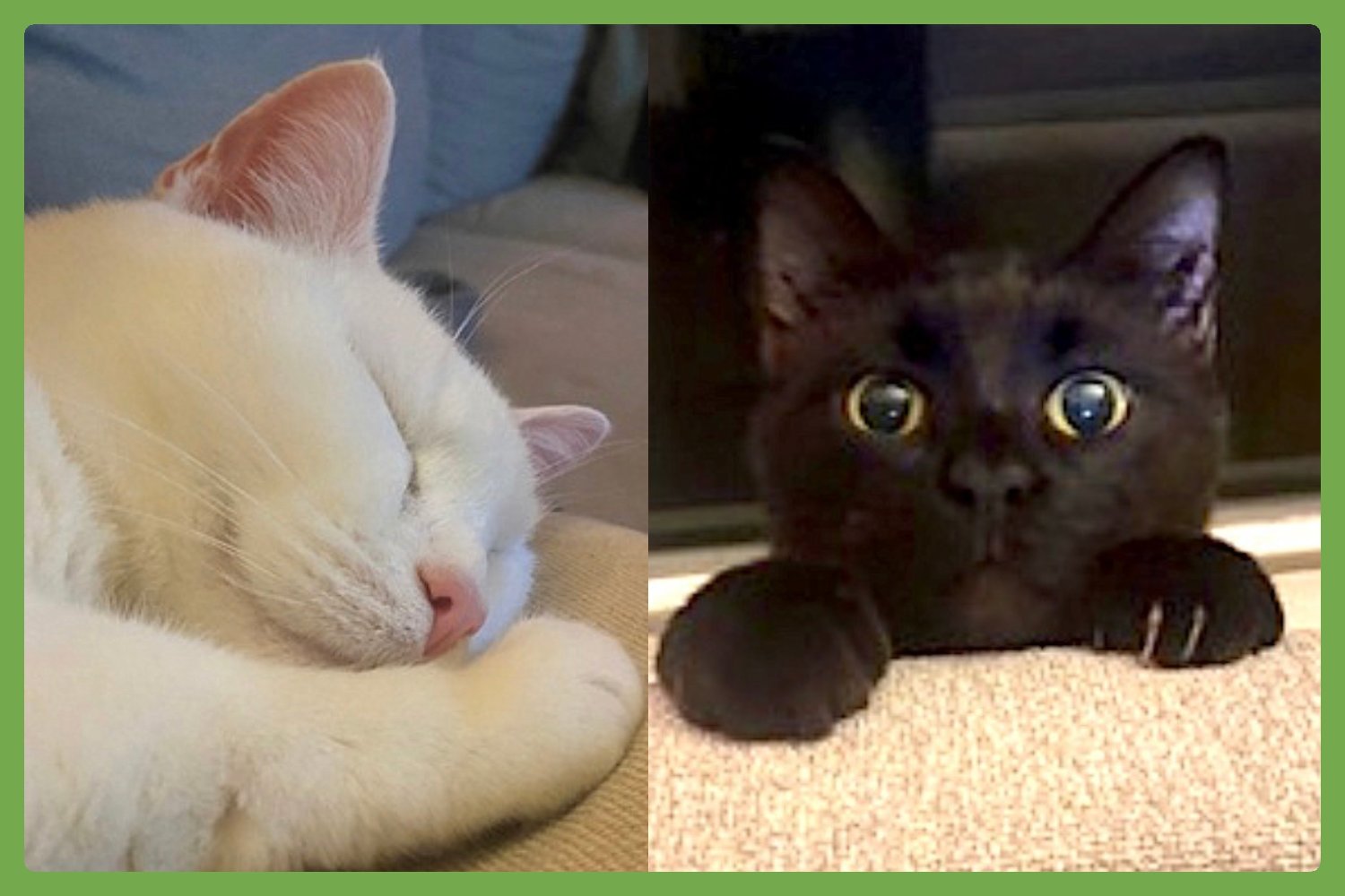 FANCY AND FELIX - Domestic Short Hair available for adoption