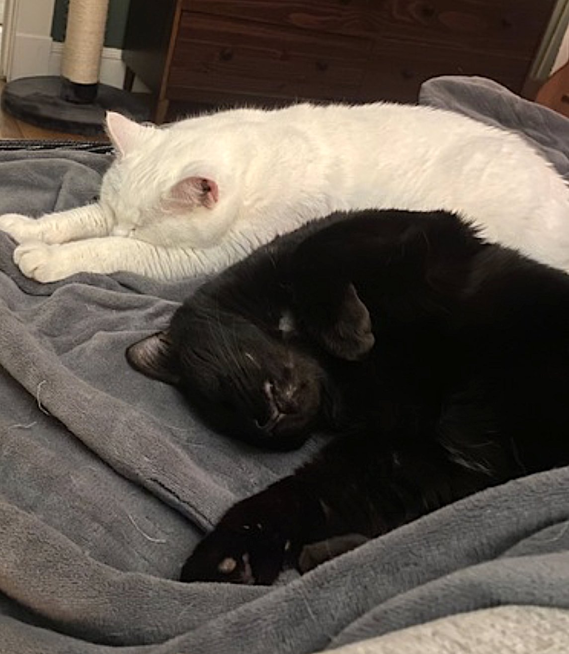 FANCY AND FELIX - Domestic Short Hair available for adoption