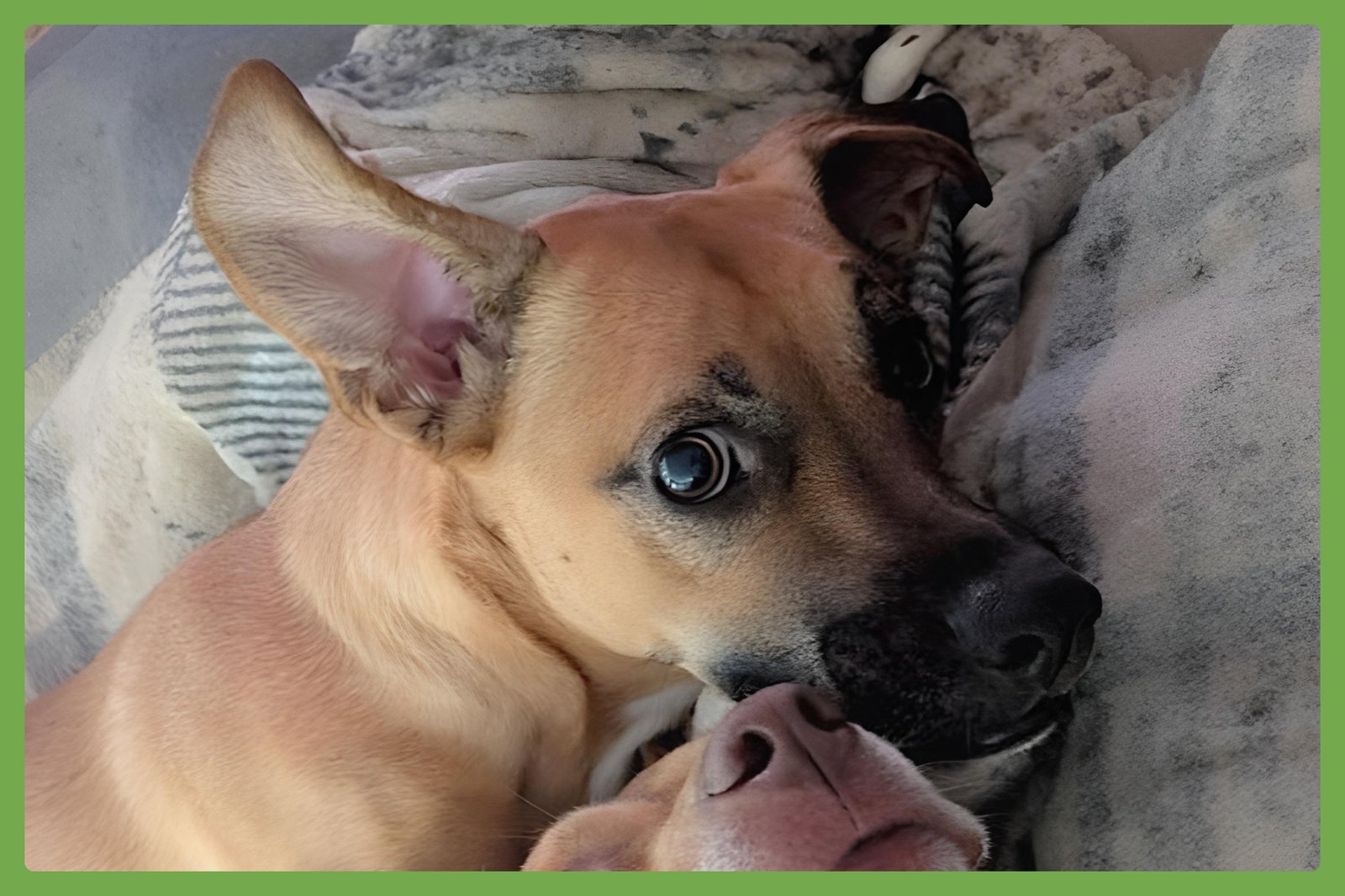 REMI - Black Mouth Cur available for adoption