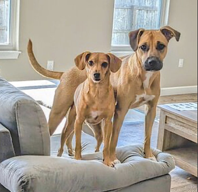 REMI - Black Mouth Cur available for adoption