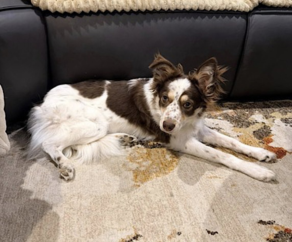 JOEY - Australian Shepherd available for adoption