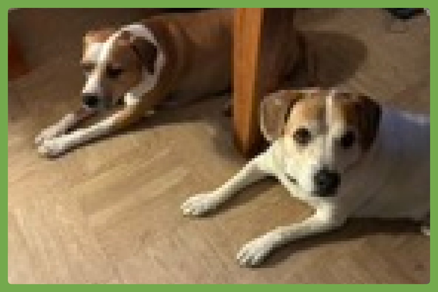 LUCKY AND PIPER - American Pit Bull Terrier / Hound available for adoption