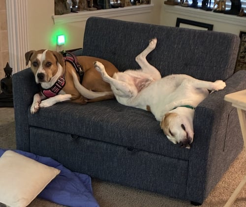 LUCKY AND PIPER - American Pit Bull Terrier / Hound available for adoption