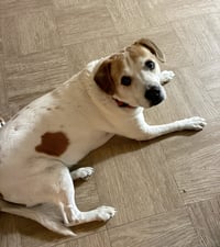 Lucky and Piper - Photo 4