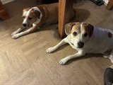 Lucky and Piper - Photo 5