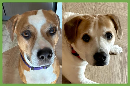LUCKY AND PIPER - American Pit Bull Terrier / Hound available for adoption