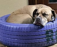 Jax - Photo 13
