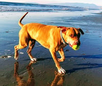 Jax - Photo 7