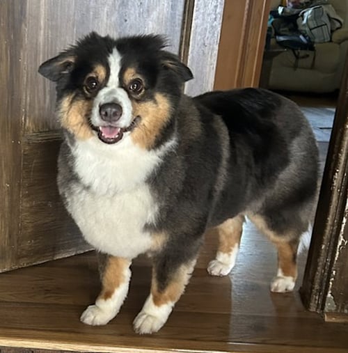 NOVA - Australian Shepherd available for adoption