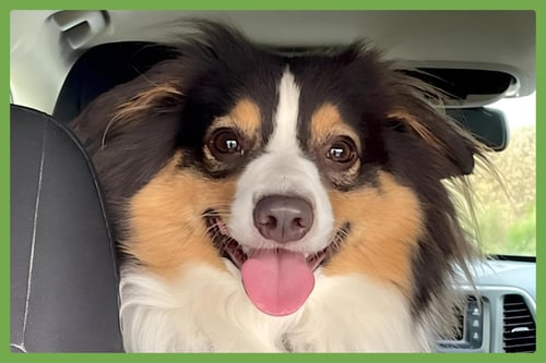 NOVA - Australian Shepherd available for adoption