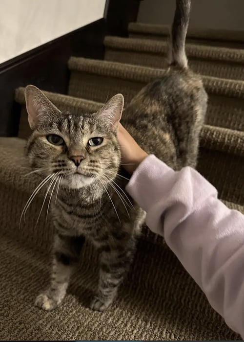 MIMI - Domestic Short Hair available for adoption