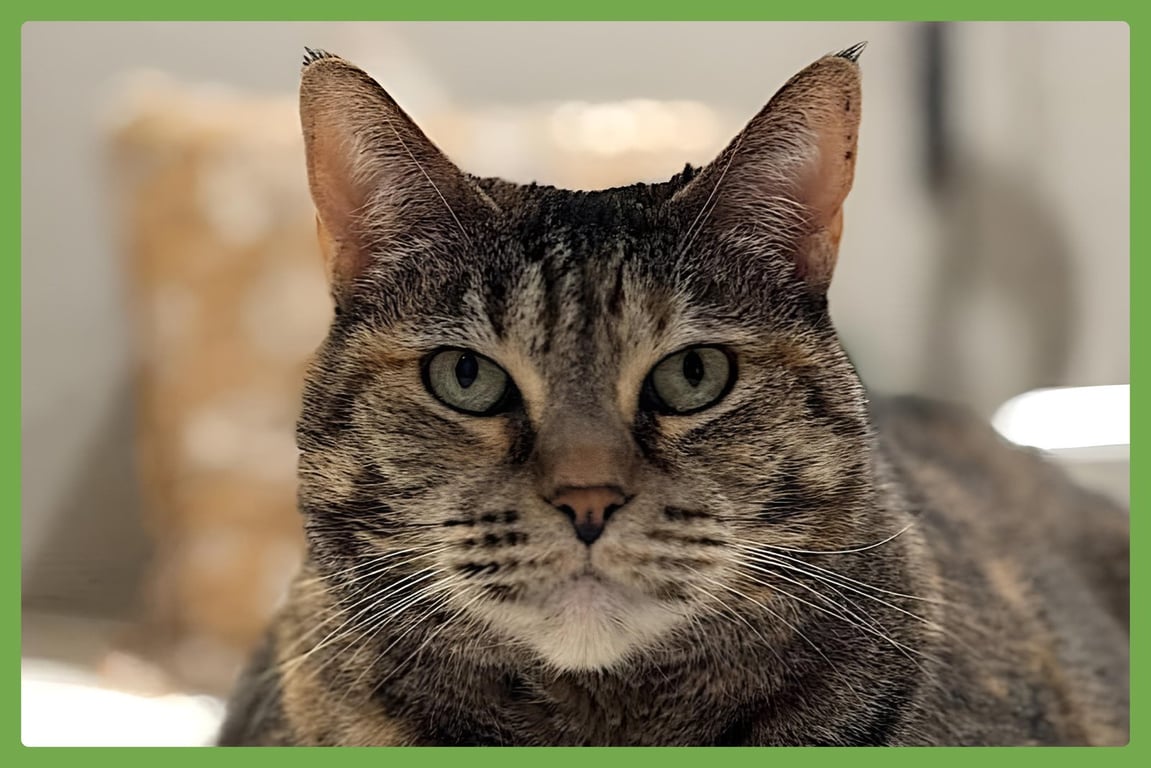 Mimi Image